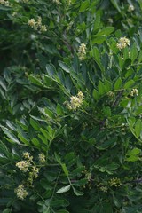 Zanthoxylum capense