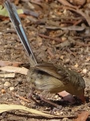 Malurus