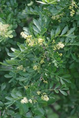 Zanthoxylum capense