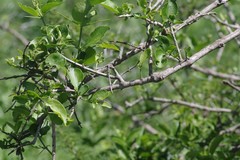 Azima tetracantha