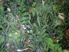 Plagiochila subfasciculata