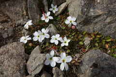 Lobelia glaberrima