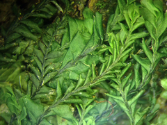 Plagiochila subfasciculata