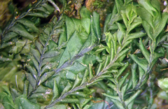 Plagiochila subfasciculata