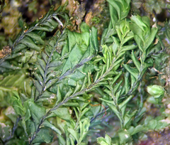 Plagiochila subfasciculata