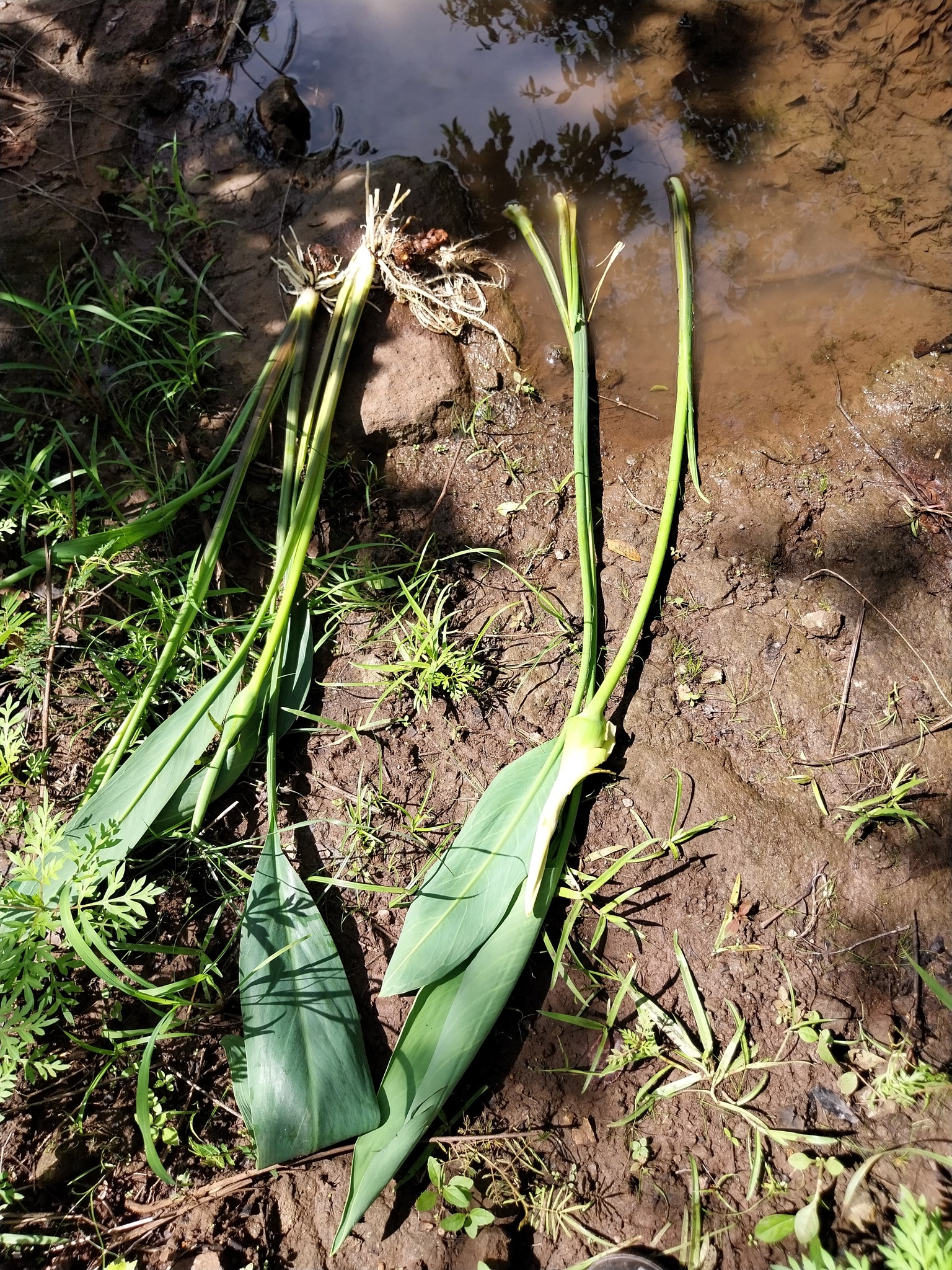 Xanthosoma striatipes