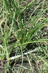 Crinum campanulatum