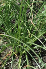 Crinum campanulatum