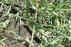 Crinum campanulatum