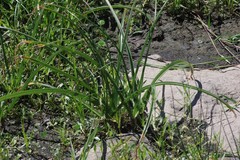 Crinum campanulatum