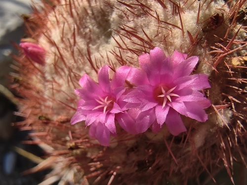 Melocactus lemairei