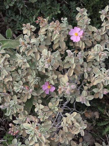 Small-flowered Rockrose