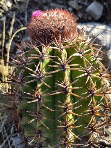 Melocactus lemairei