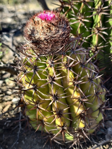 Melocactus lemairei