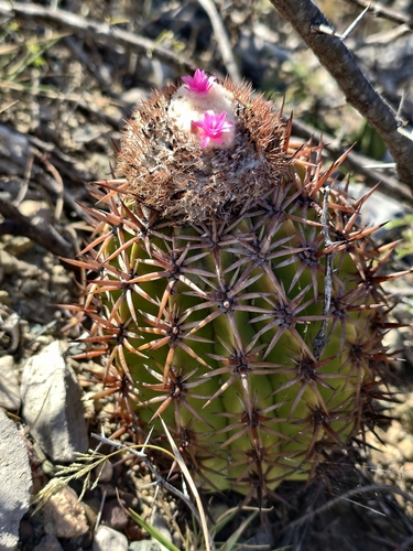 Melocactus lemairei