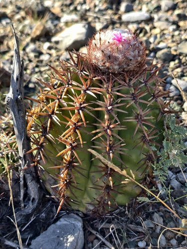 Melocactus lemairei