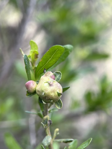 Unknown species found near Edgewood Park & Natural Preserve, Redwood City, CA, US