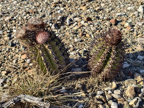 Melocactus lemairei