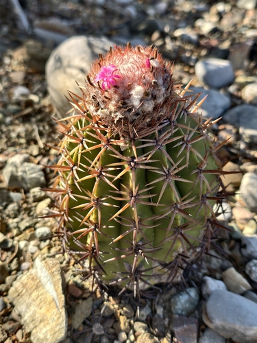 Melocactus lemairei