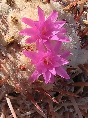 Melocactus lemairei