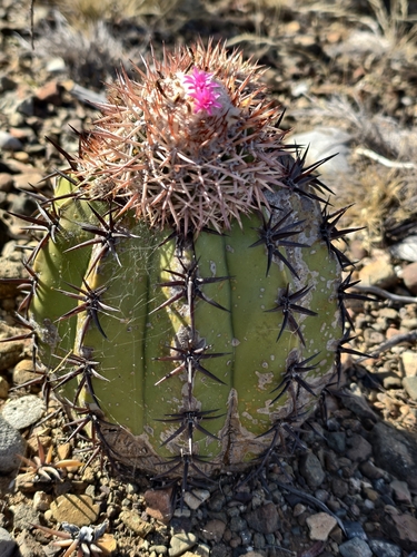 Melocactus lemairei