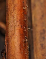 Hispidula dicksoniae