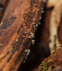 Hispidula dicksoniae