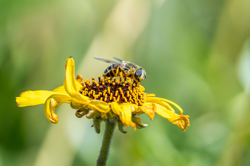 Unknown species found near Orange County, US-CA, US