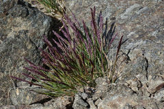 Agrostis muelleriana