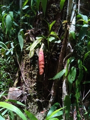 Bulbophyllum occultum image