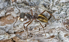 Dolichoderus extensispinus