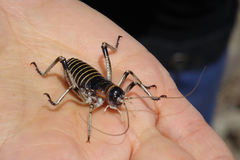 Deinacrida connectens