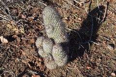 Mammillaria dioica