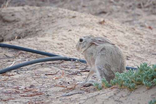 Cape Hare
