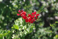 Pelargonium inquinans