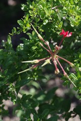 Pelargonium inquinans