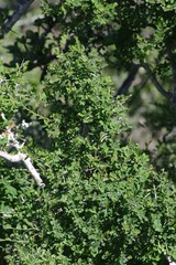 Flueggea verrucosa