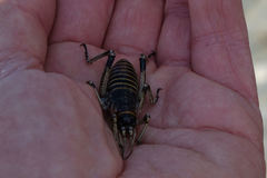 Deinacrida connectens