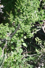 Flueggea verrucosa