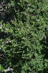 Flueggea verrucosa