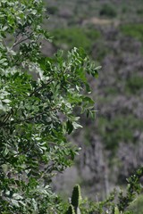 Ptaeroxylon obliquum
