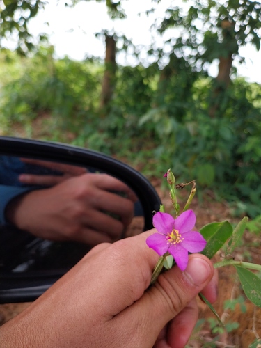 Philippine spinach