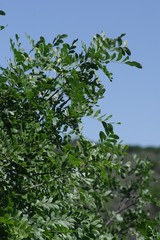 Ptaeroxylon obliquum