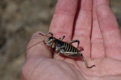 Deinacrida connectens