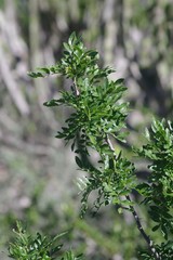 Zanthoxylum capense