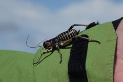 Deinacrida connectens