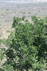 Ptaeroxylon obliquum