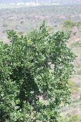 Ptaeroxylon obliquum