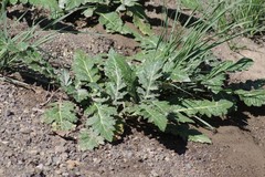 Platycarpha glomerata
