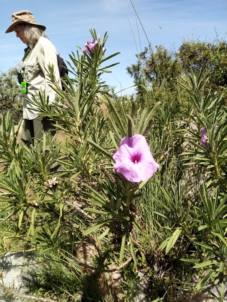 Campanilla